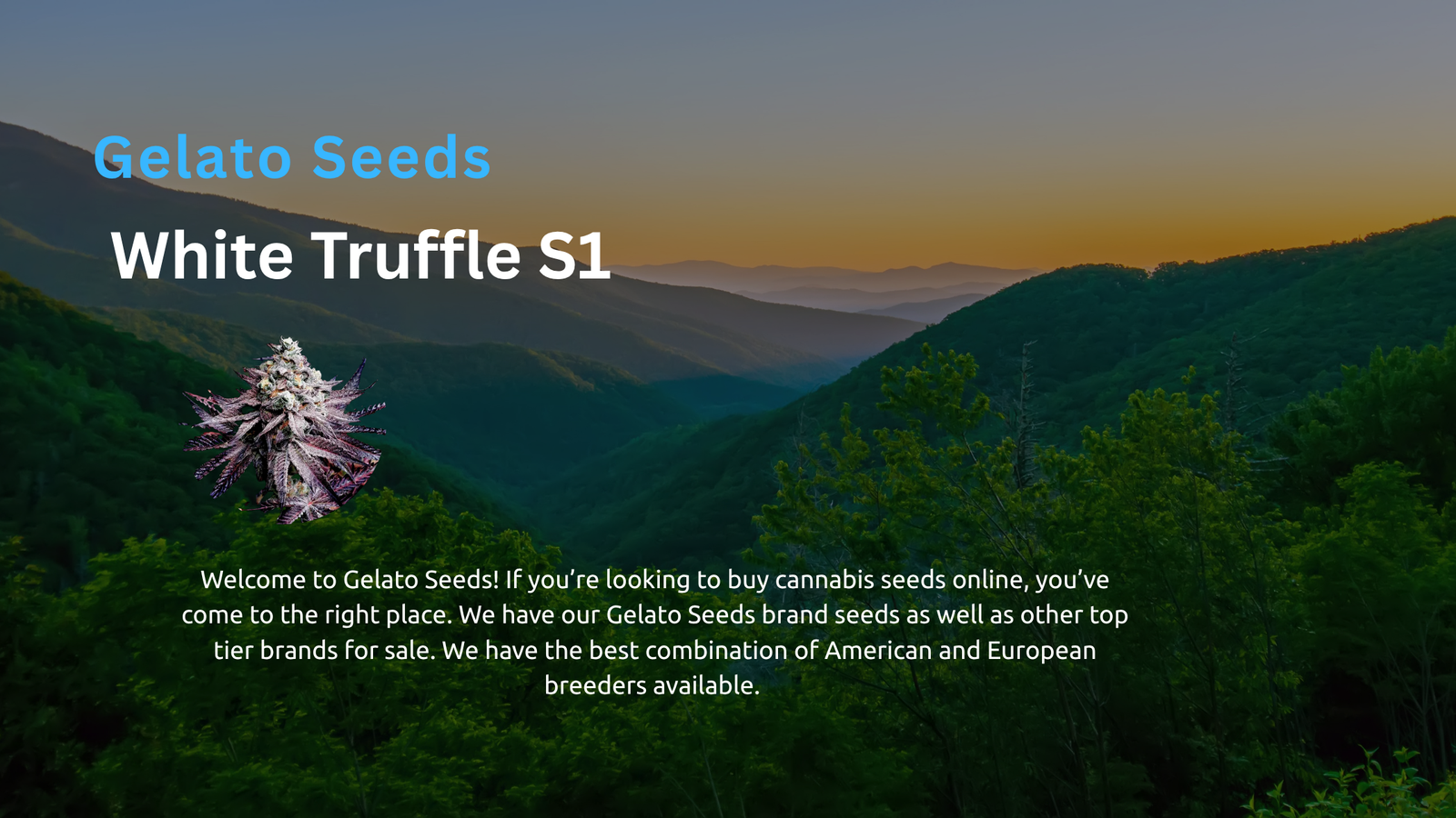 Unveiling the Delicacy of White Truffle Marijuana Seeds: A Potent Strain with Exquisite Flavors