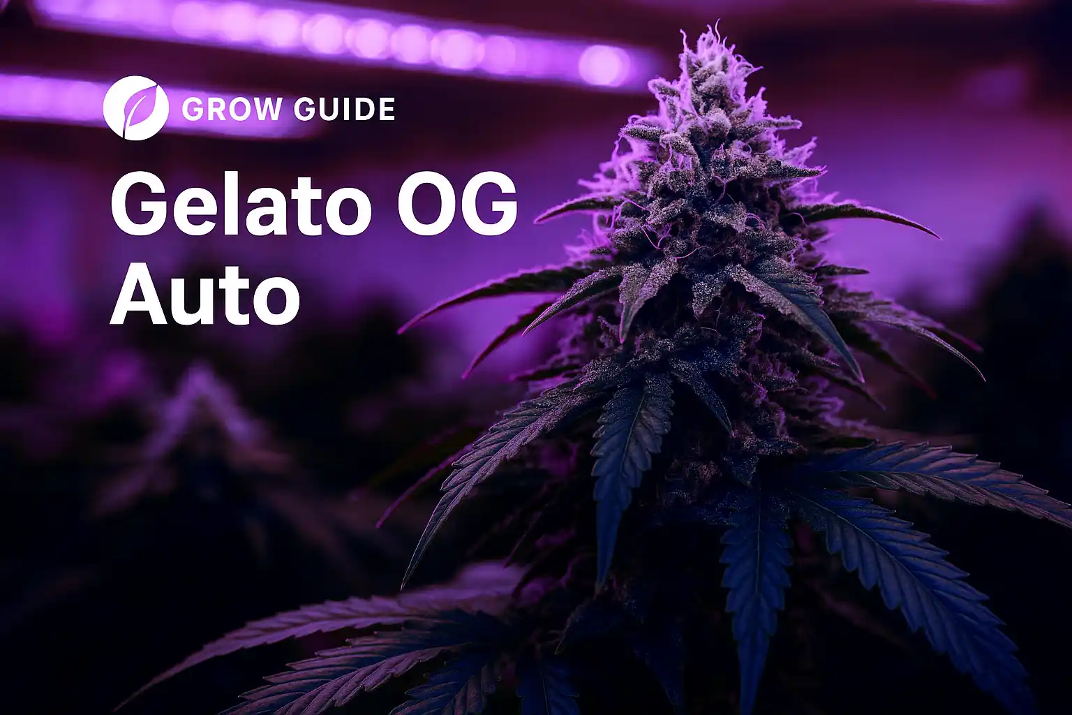 Gelato OG autoflower plant mid-flower with dense resinous colas under warm LED grow lights — featured image for grow guide.