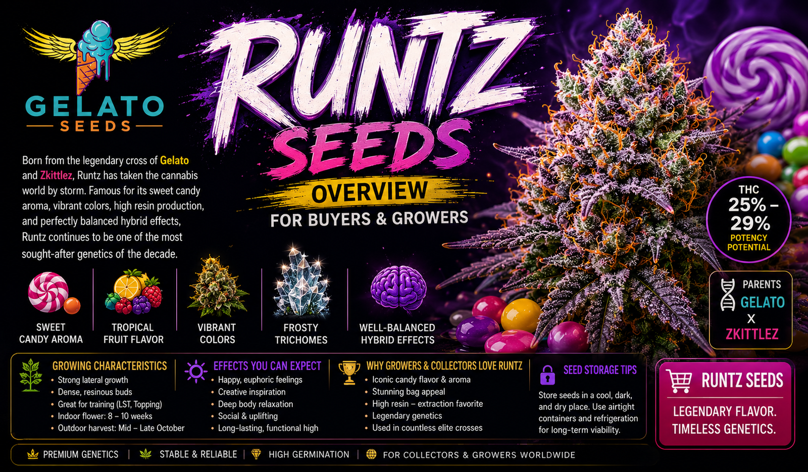Runtz Seeds Genetics Flavor Effects and Growing Guide